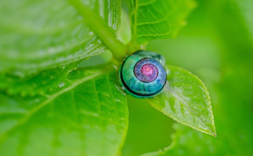 snail, colorful, hydrangea