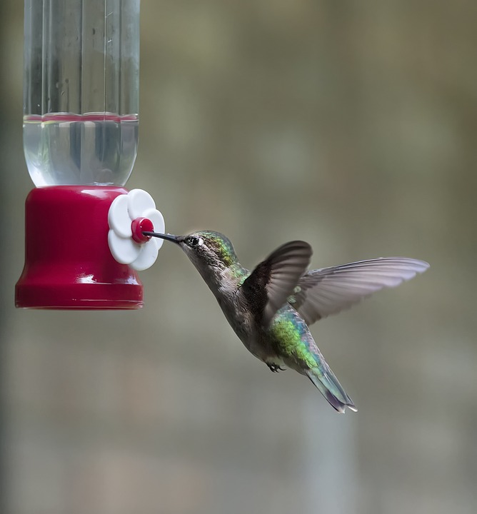 hummingbird, bird, wing