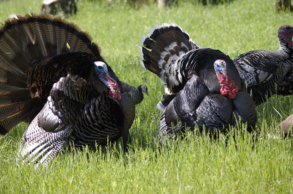turkey, thanksgiving, bird