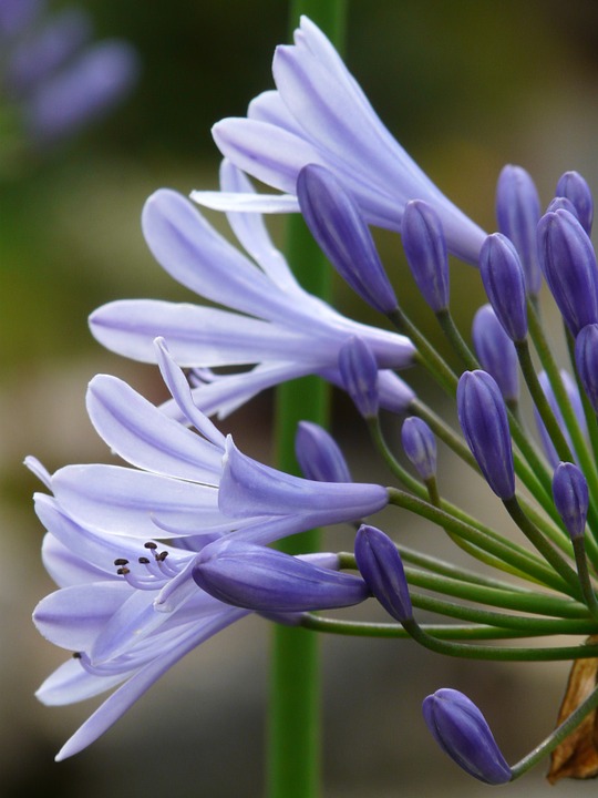 agapanthus, jewelry lilies greenhouse, agapanthoideae