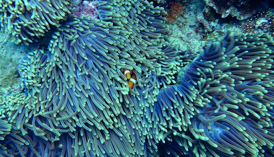 water, corals, underwater