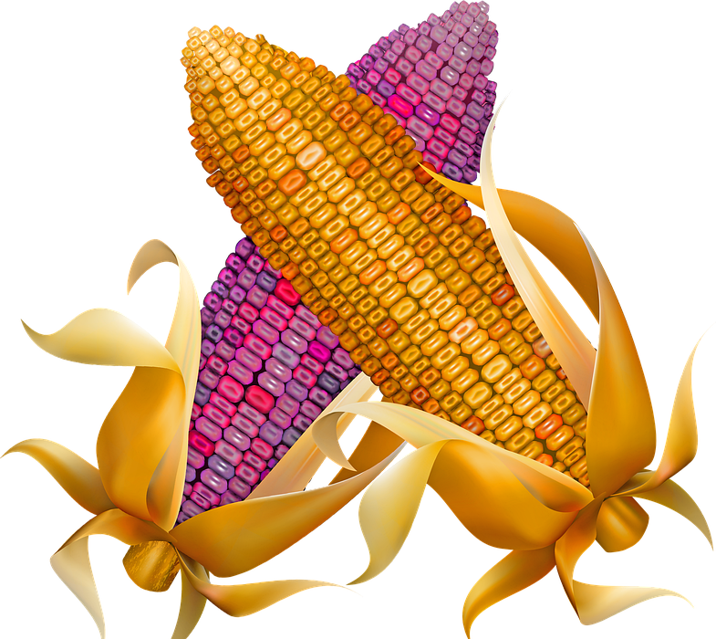 dried corn, harvest, thanksgiving