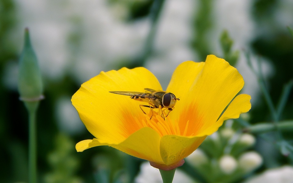 blossom, hover fly, insect