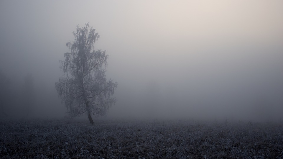 tree, fog, landscape