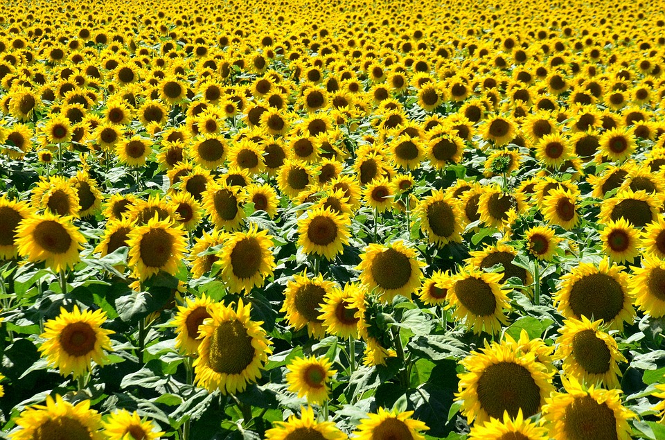 summer, sunshine, sunflower