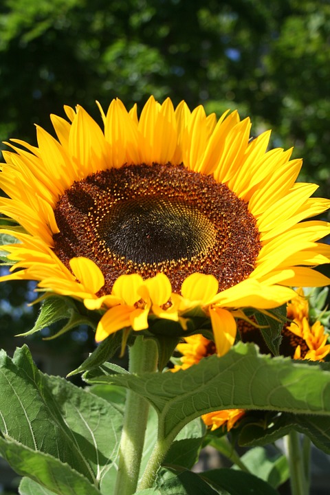 sunflower, helianthus, flower
