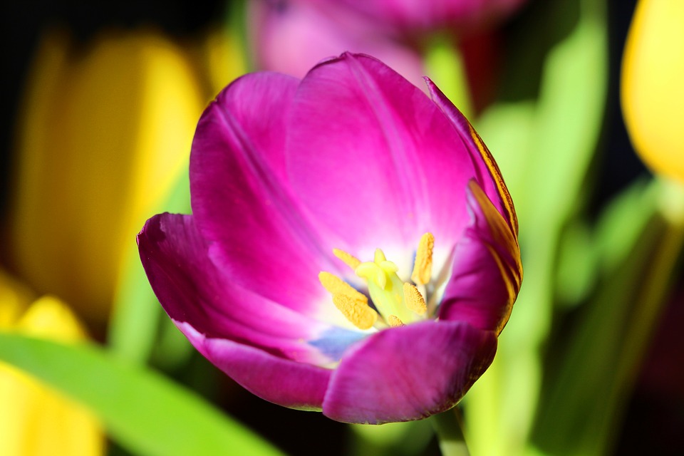 tulip, spring, easter