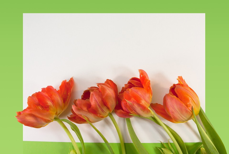 tulips, spring, text box