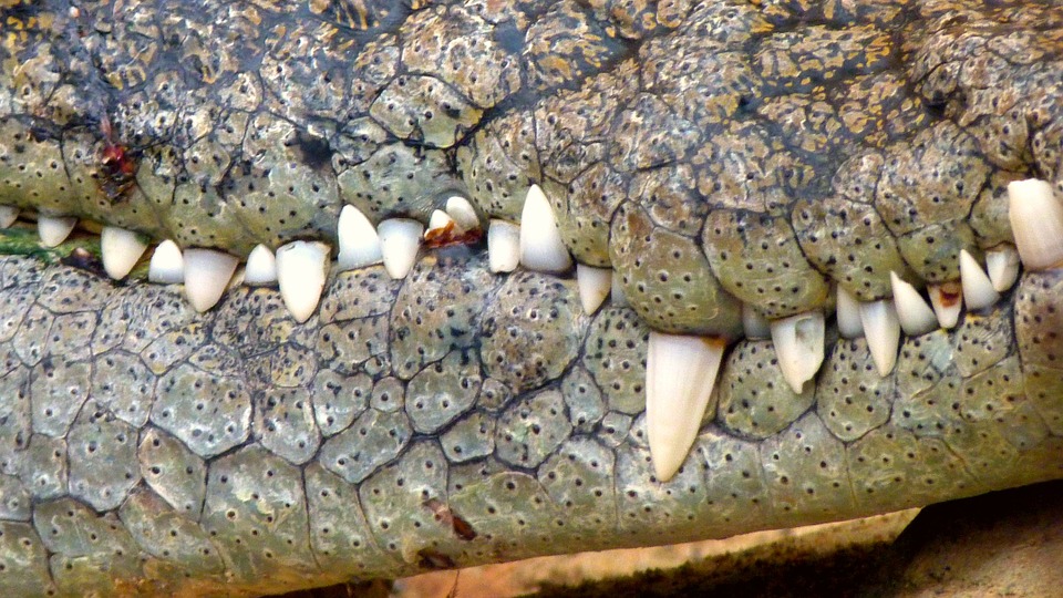 crocodile, close, dangerous