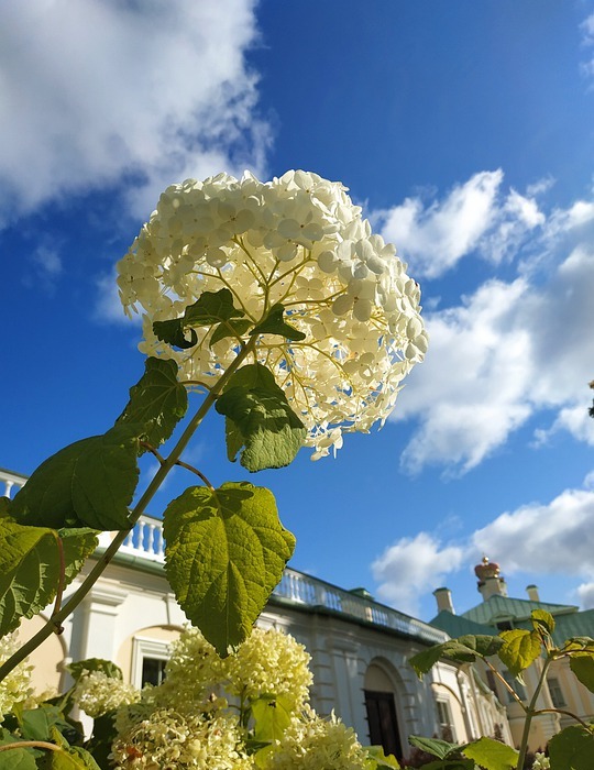 hydrangea, sky, flowers