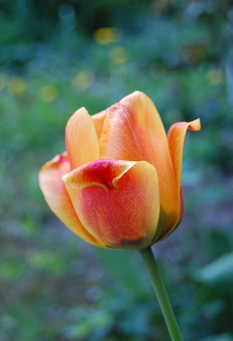 tulip, flower, flowers