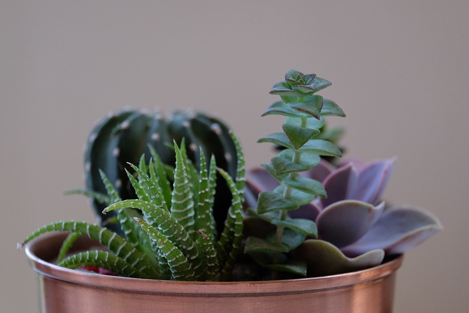 potted, plants, succulents