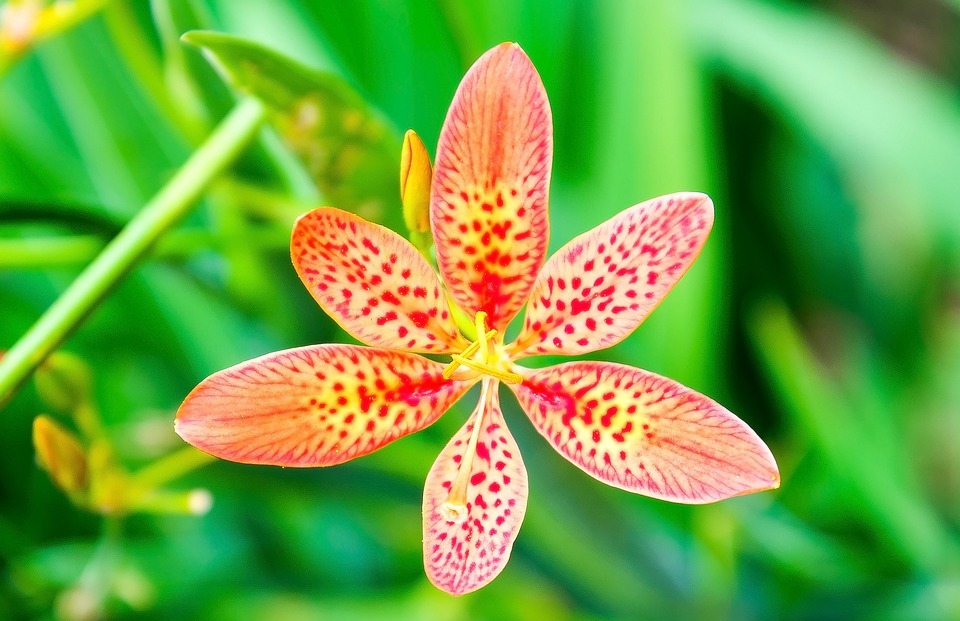 flower with green leaves, six petals, exotic flower