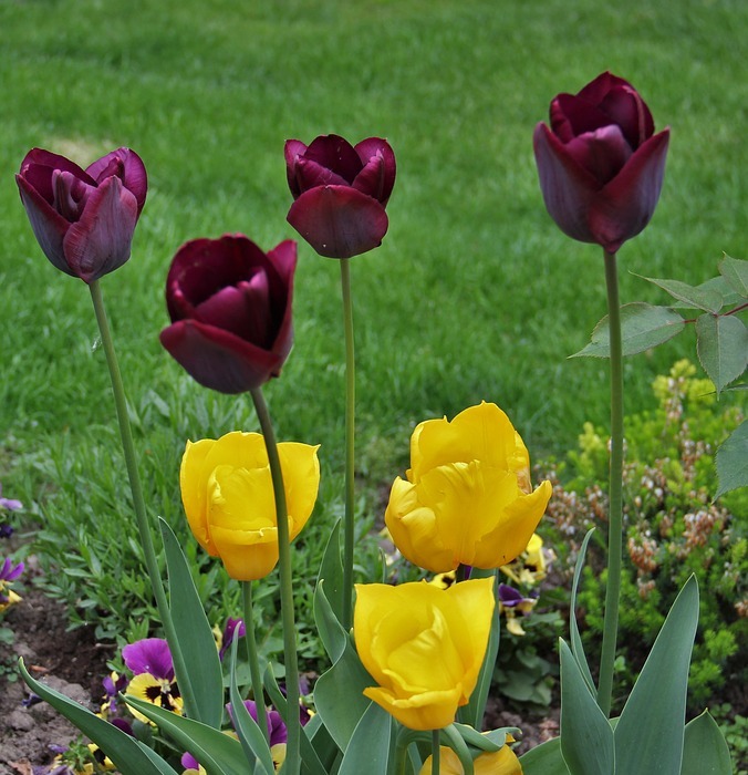 tulips in the garden, signs of spring, small and large