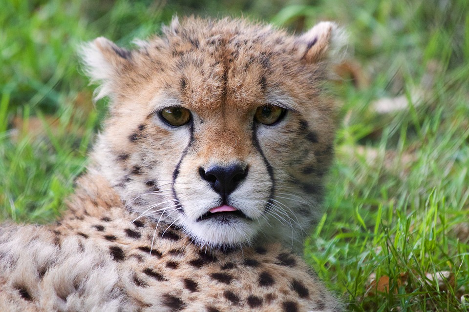 cheetah cub, cheetah, wildlife