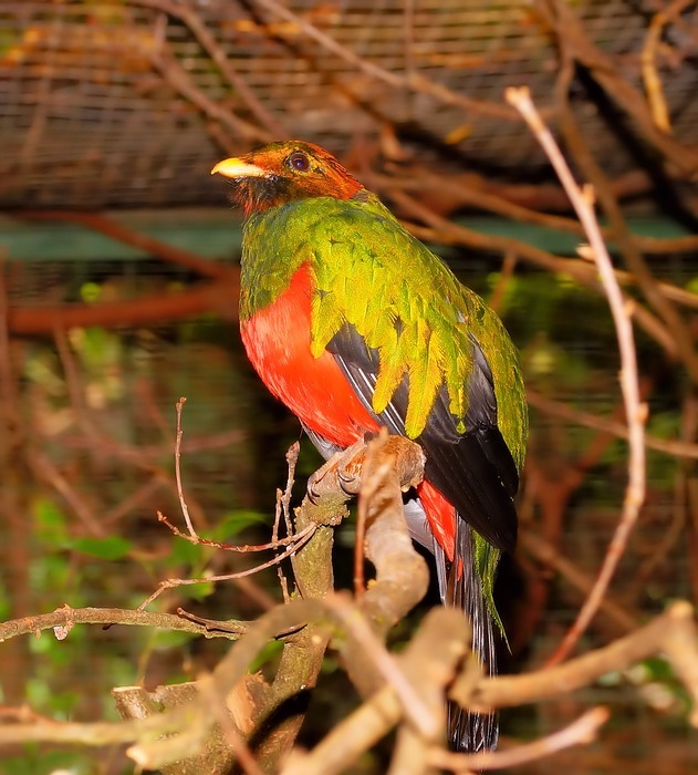 bird, colorful, gold head-quetzal