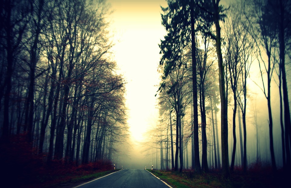 road, path, trees
