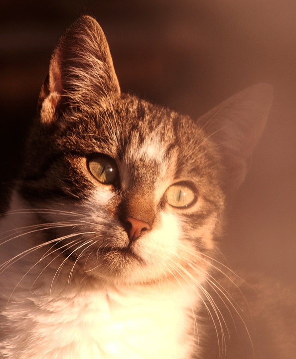 cat, portrait, sunlight