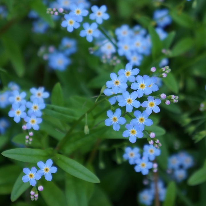 pet, myosotis, small blue flowers