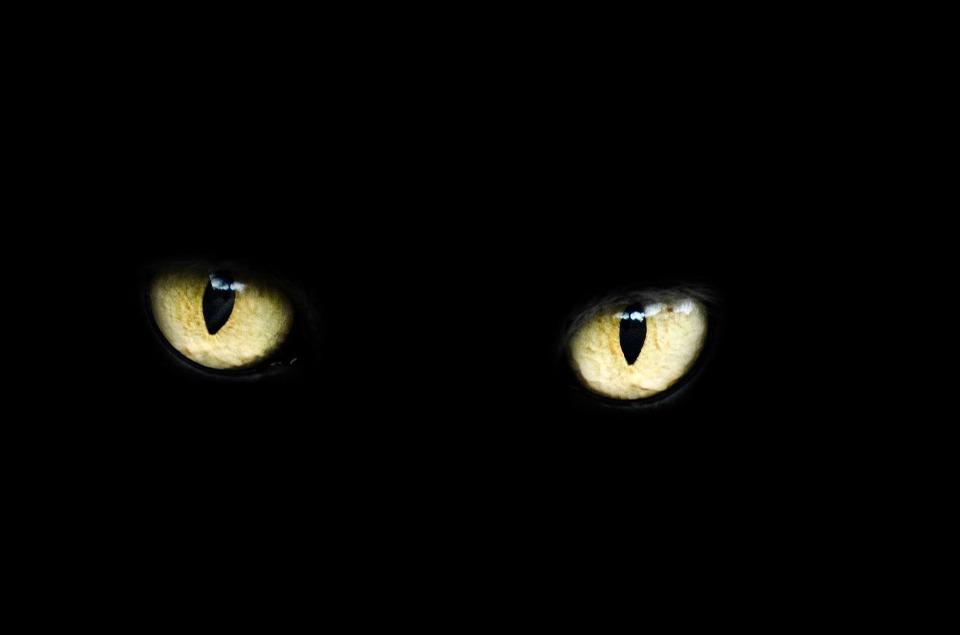 eyes, cat, halloween