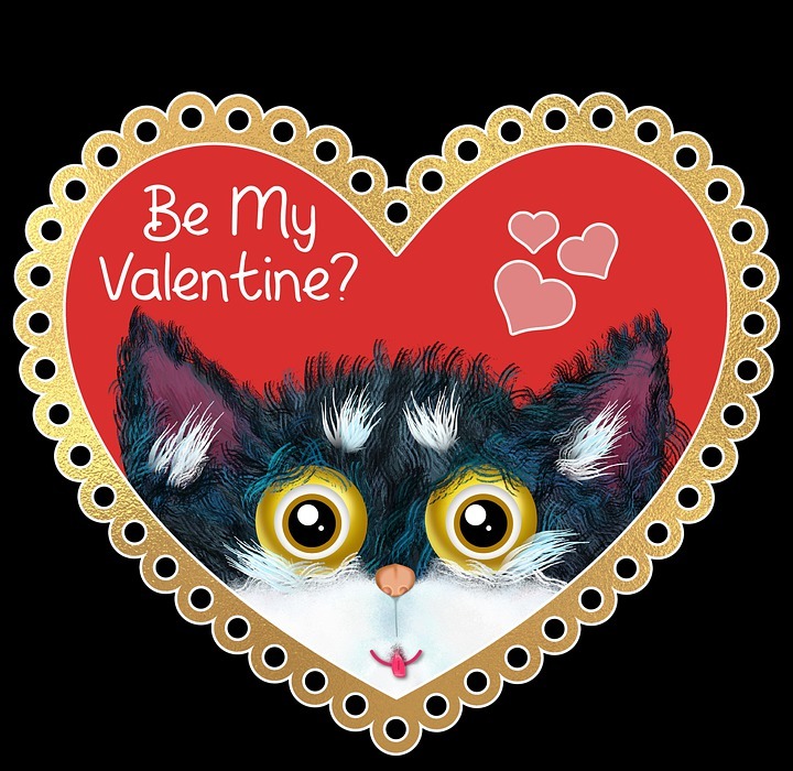 valentine, cat, valentines day