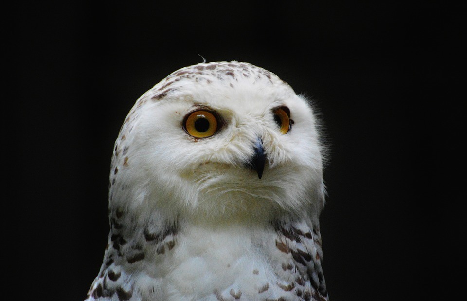 snowy owl bubo scandiacus, bird, feather