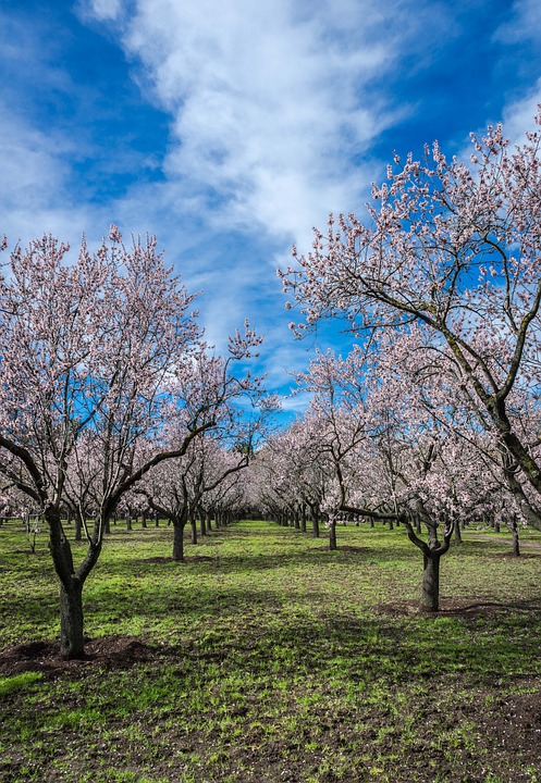 almond tree, spring, park