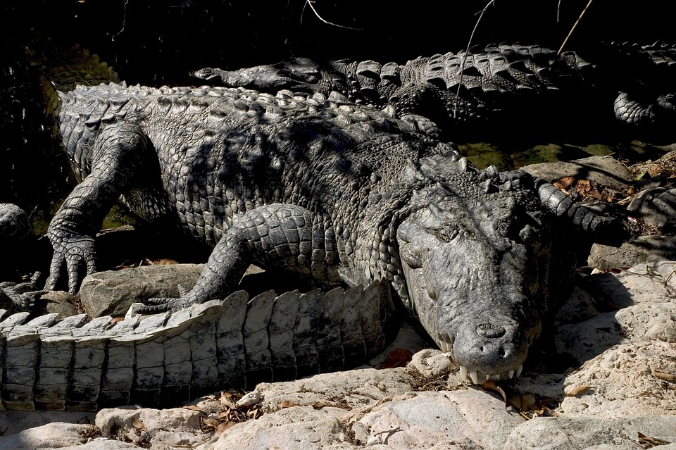 crocodiles, reptiles, wildlife
