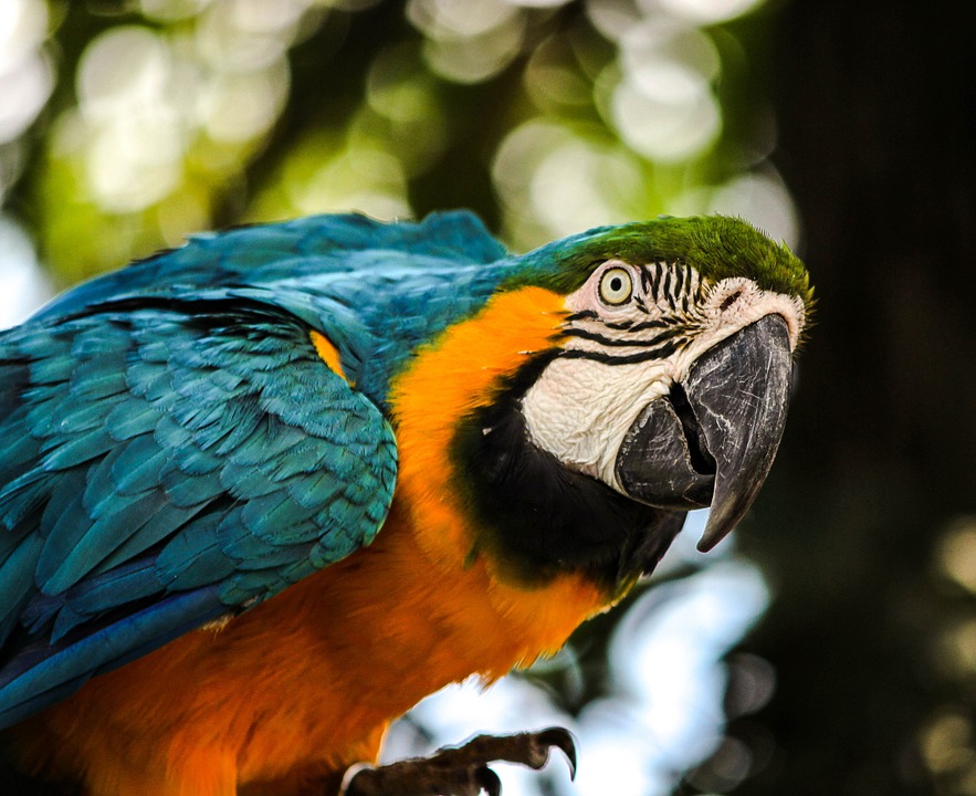 macaw, blue gold macaw, bird