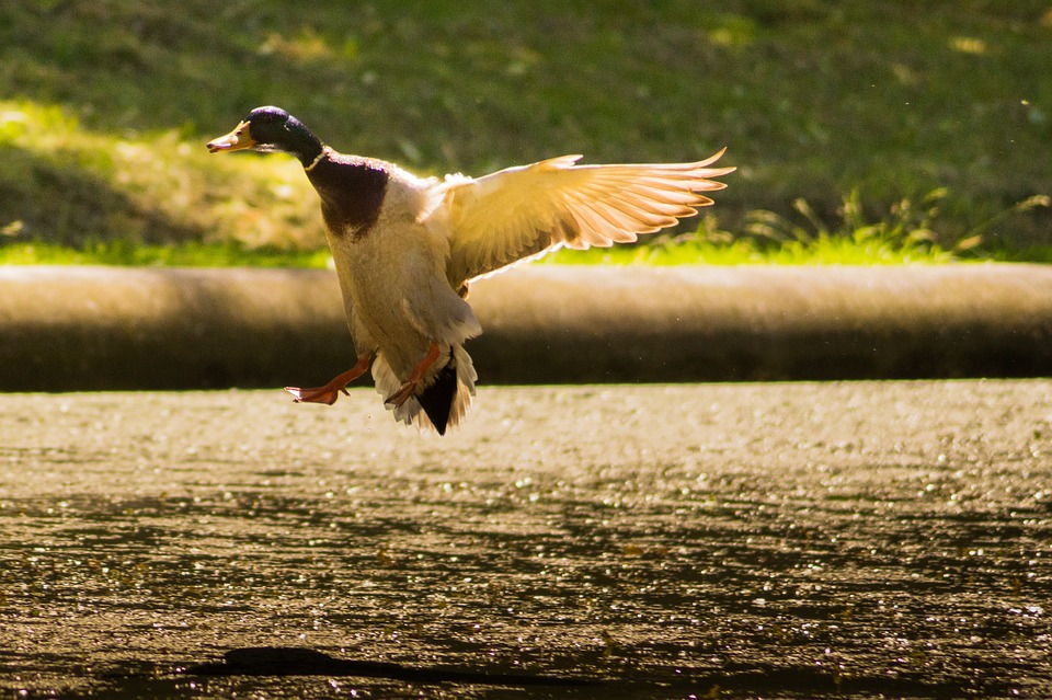mallard, landing, duck