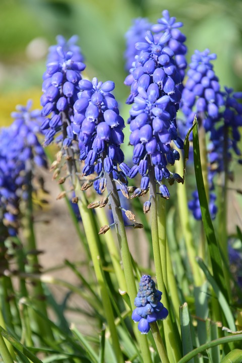flower, spring, purple