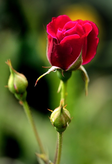 flowers, rose, love