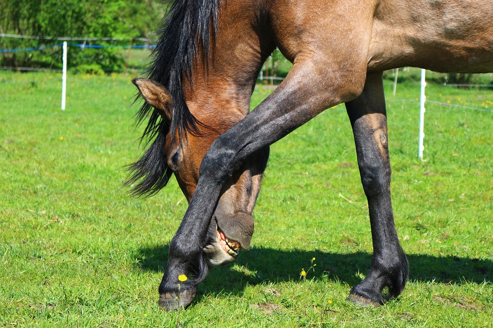 horse, brown mold, thoroughbred arabian