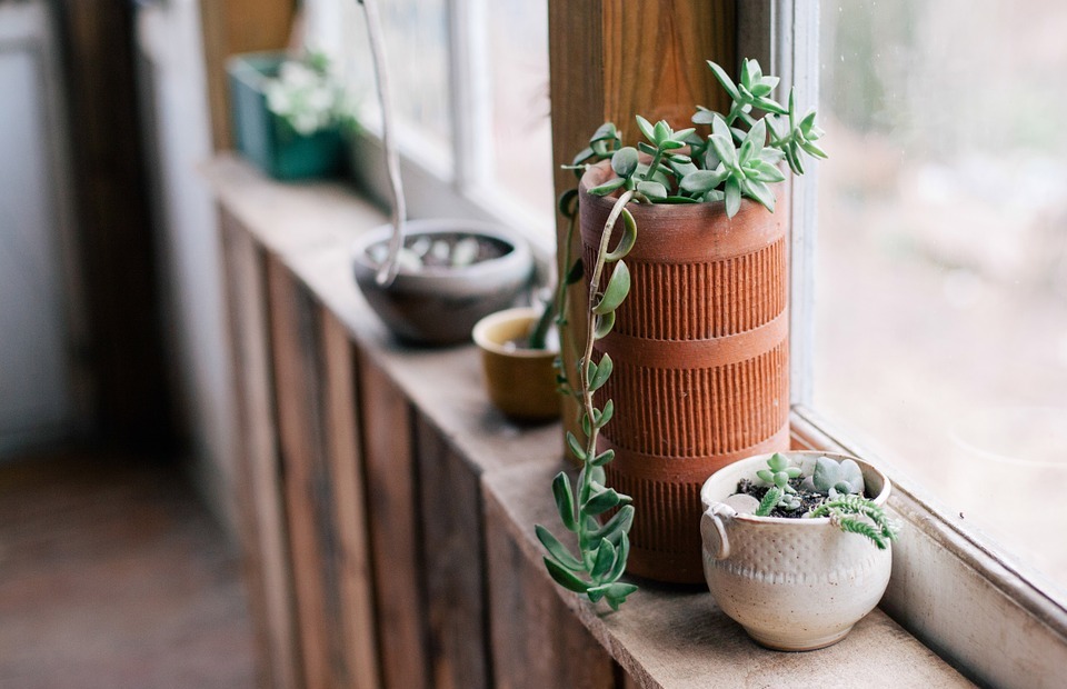 plants, pots, window