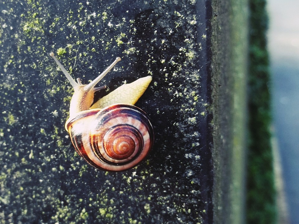 snail, shell, hide away
