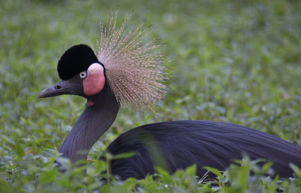 black crowned crane, pretty bird, exotic bird