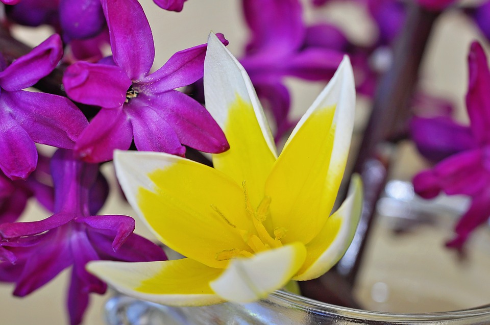 hyacinth, flower, spring flower