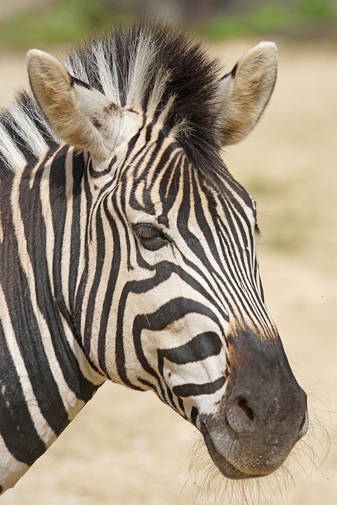 zebra, chapman burchell's zebra, like a horse