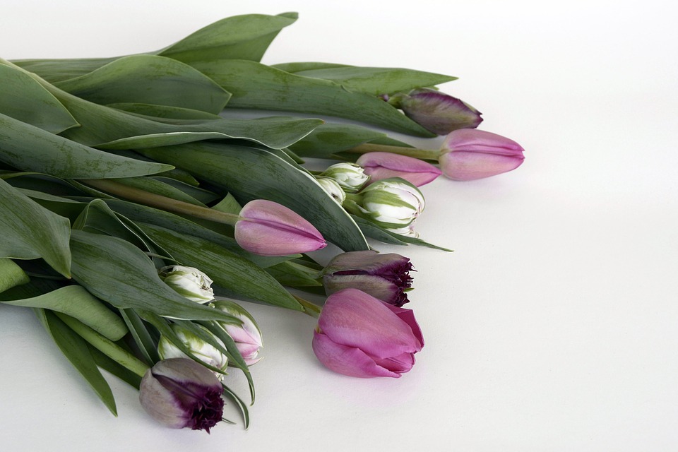 tulips, flowers, violet