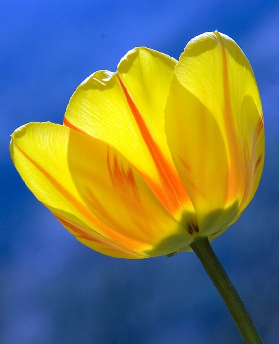 tulip, yellow, spring