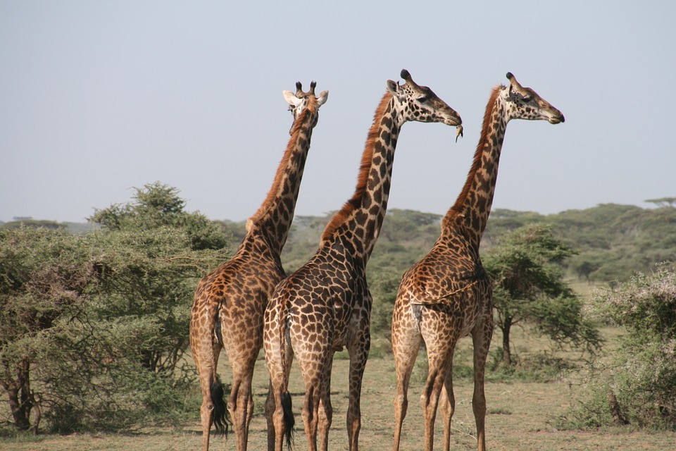 giraffe, africa, tanzania