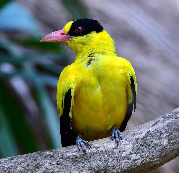 yellow, bird, colorful