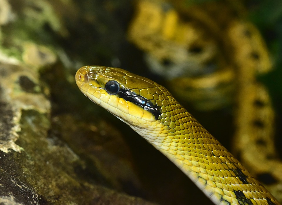 snake, reptile, taiwanese beauty rat snake