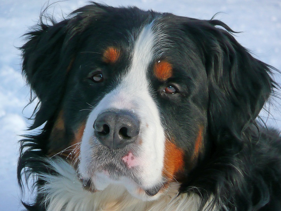 bernese mountain dog, dog, pet