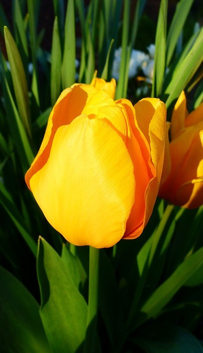 tulip, nature, flower