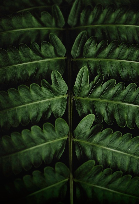 leaves, nature, plant