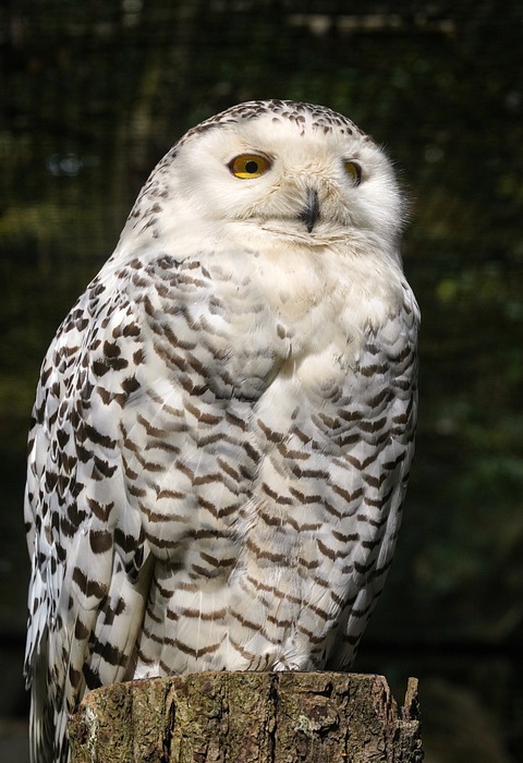 bird, ornithology, snowy owl