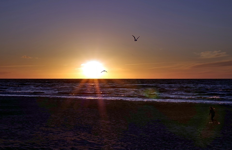beach, bird, sunset