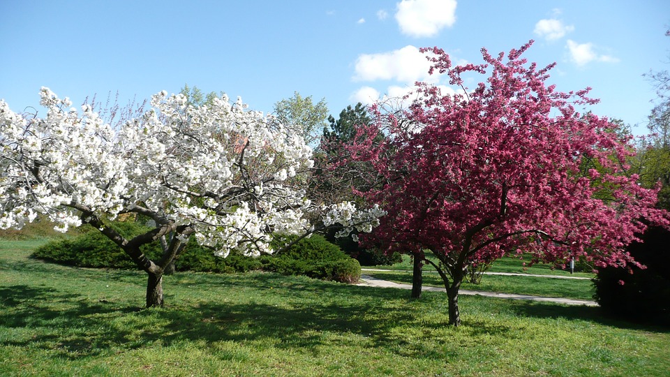 spring, blossom, nature
