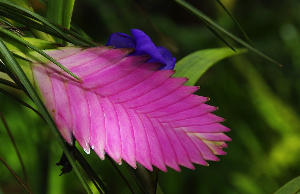 amazonie, exotic flower, tillandsia